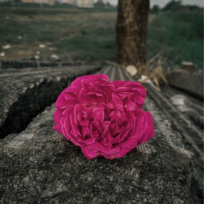 The rose🩷