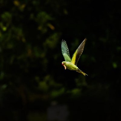 Parakeet in flight.