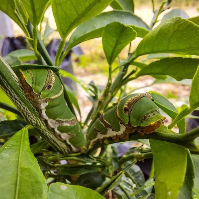 Ulat Daun Jeruk