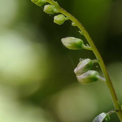 Salvia misella