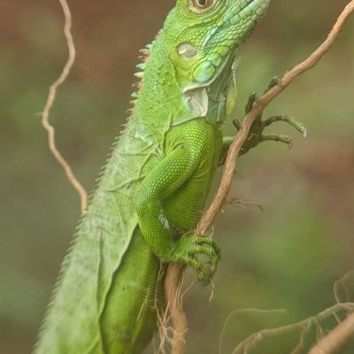 Iguana ijo