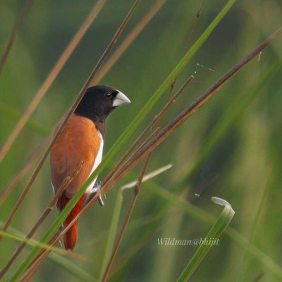 Birds World