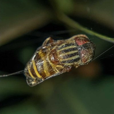 Hoverfly