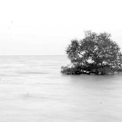 Pohon Mangrove
