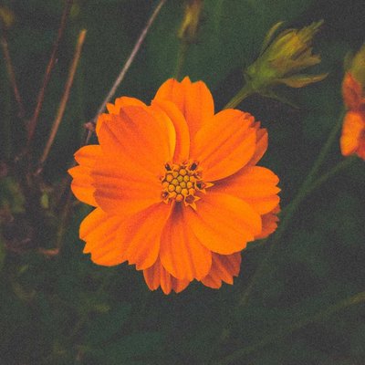 flora beauty 