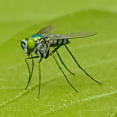 Chironomus
