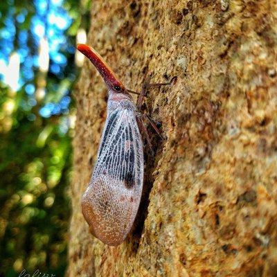 Pyrops sultanus 