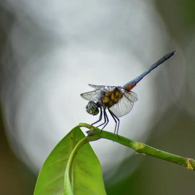 bokhed dragonfly 