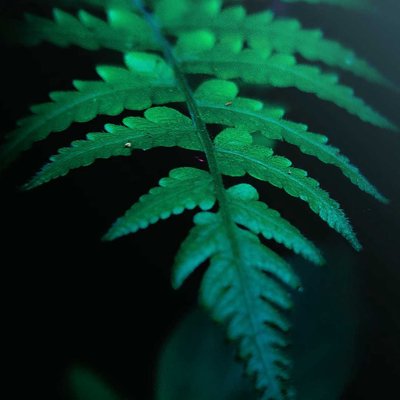 Fern 🍃