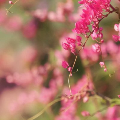 Pink Paradise 