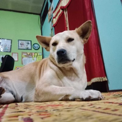 dog