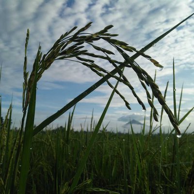 PADI SAWAH