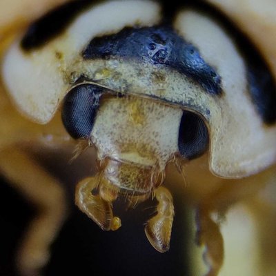 Dead beetle 