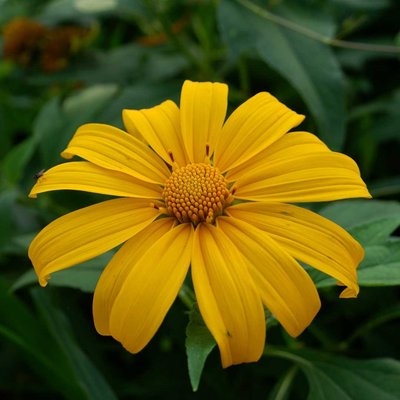 Bunga Kembang Bulan (Tithonia diversifolia)