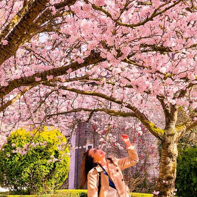 Blossom 