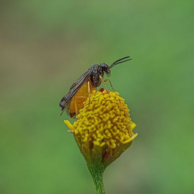 saw fly