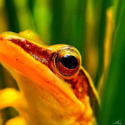 Curious eye