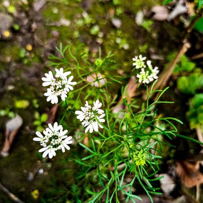 Coriander plant....