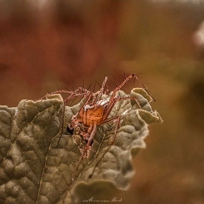 Oxyopes salticus