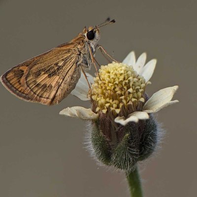 Polites vibex
