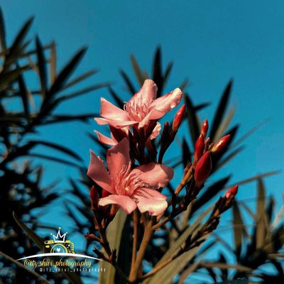 Flower 🌺