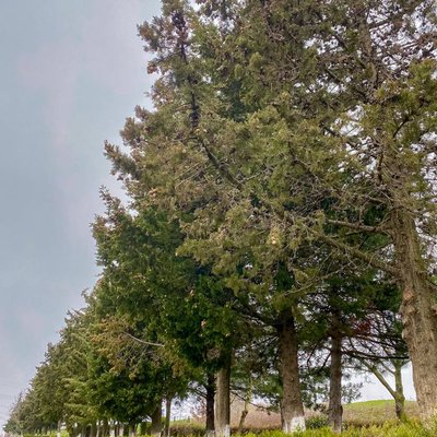 🌲