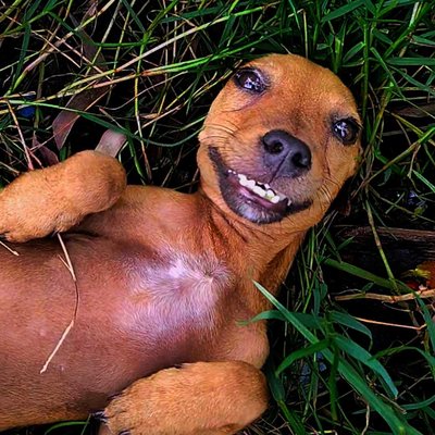 a good doggy is a cute doggy 