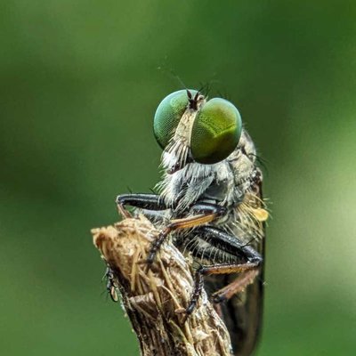 Robberfly
