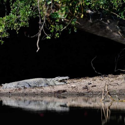 Wildlife Photography | India 🇮🇳