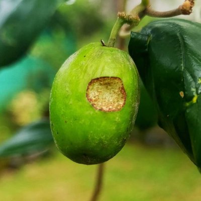 Buah Apel India