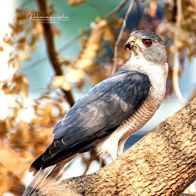 Shikra