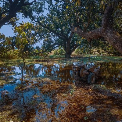 Mango farm 