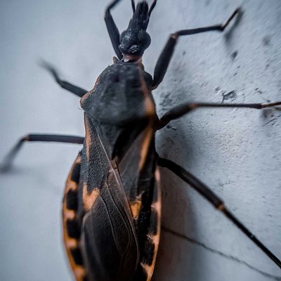 serangga triatoma