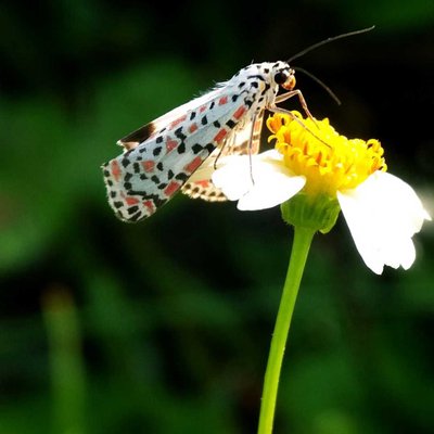 Utetheisa Pulchella