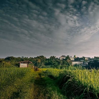 Sawah