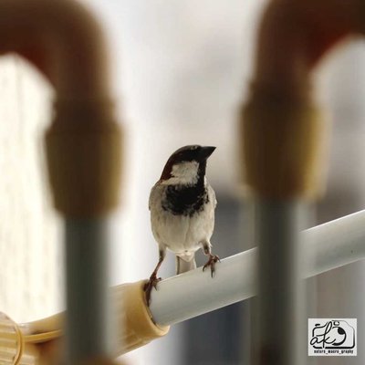 House Sparrow