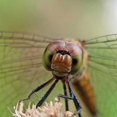 First close up 