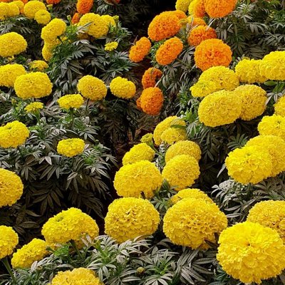 marigold 🏵️