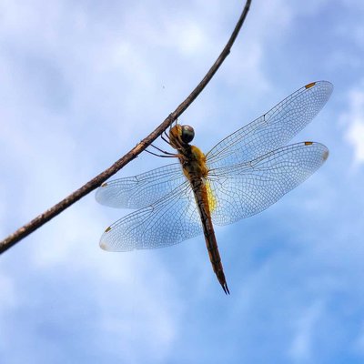 Dragon fly 