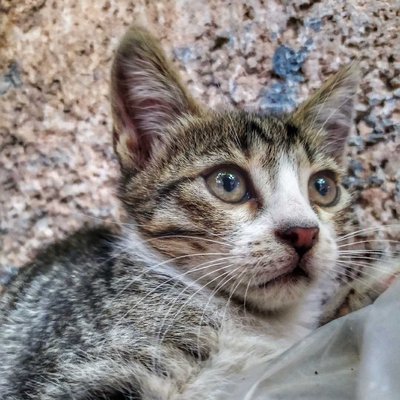 Yoldaş 😸