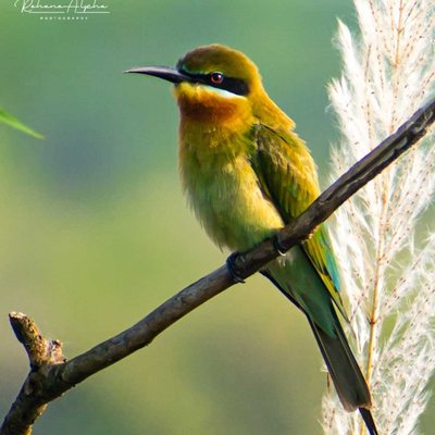 Bee eater 