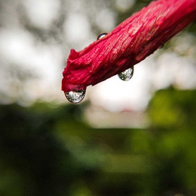 macro