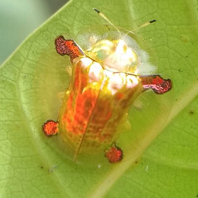 Aspidimorpha sanctaecrucis