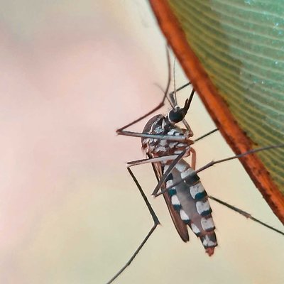 Nyamuk Aedes aegypti