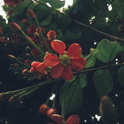 Rangoon creeper flower
