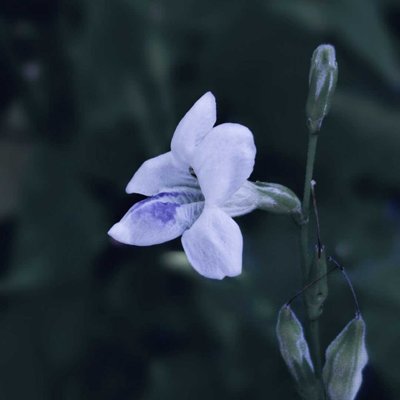 Bunga Rumput Israel