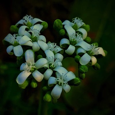 Cnidoscolus aconitifolius