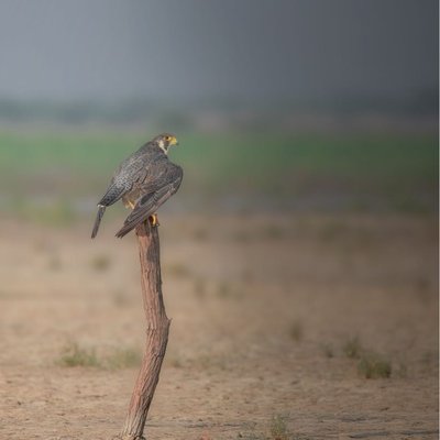 peregrine falcon
