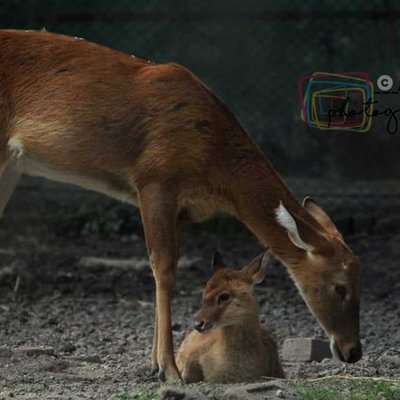 Deer | Mother's love | arijit2000