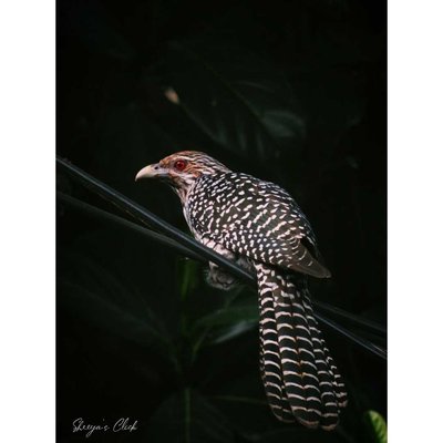 The Cuckoo 